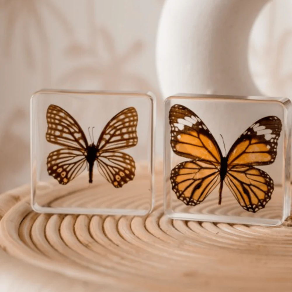 OUR EARTH LIFE BUTTERFLY SPECIMEN PAIR - COMMON TIGER AND RED SKIRT