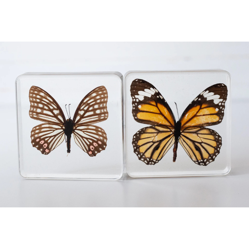 OUR EARTH LIFE BUTTERFLY SPECIMEN PAIR - COMMON TIGER AND RED SKIRT
