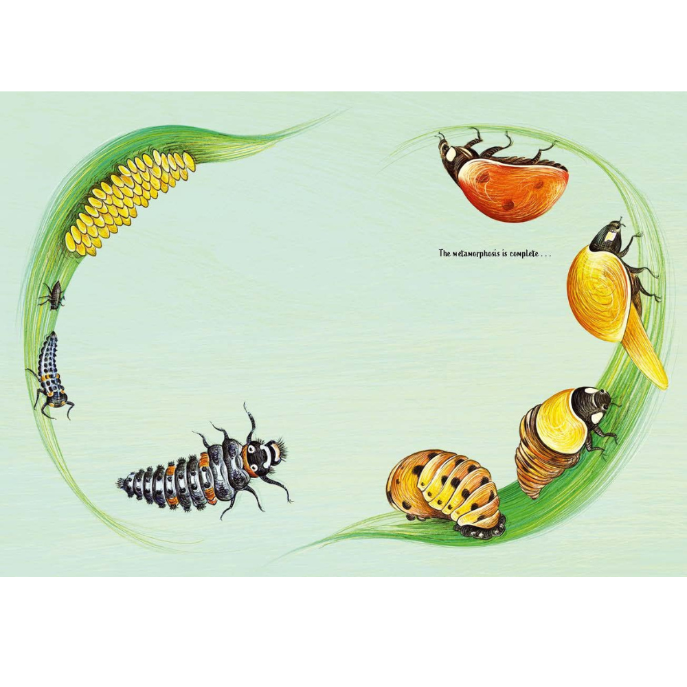 BRUMBY SUNSTATE BOOKS A PERFECT SPOT PICTURE BOOK