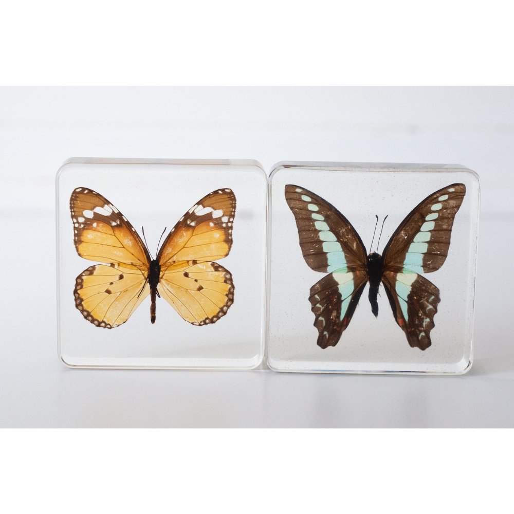 OUR EARTH LIFE BUTTERFLY SPECIMEN PAIR - BLUEBOTTLE AFRICAN MONARCH