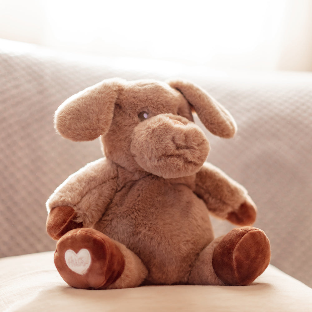 TOASTY HUGS DENVER DOG