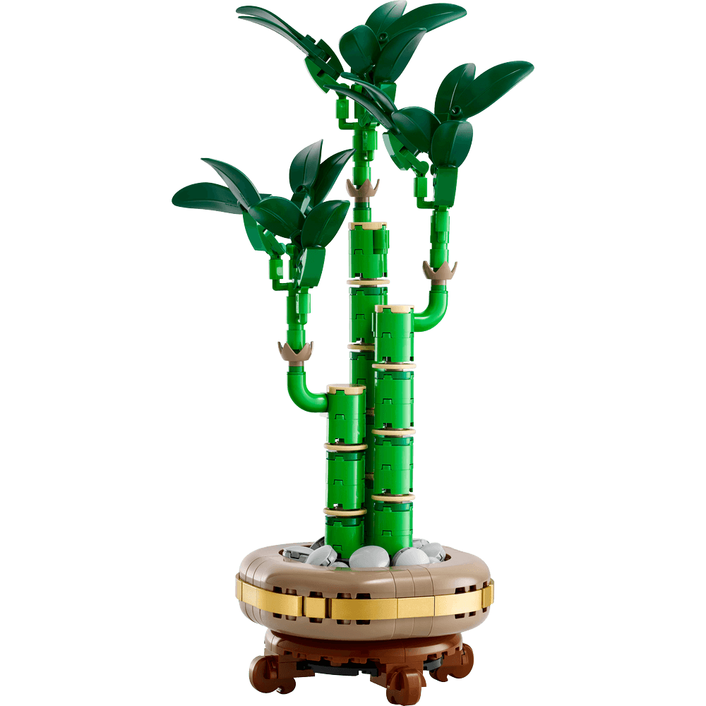 LUCKY BAMBOO 10344