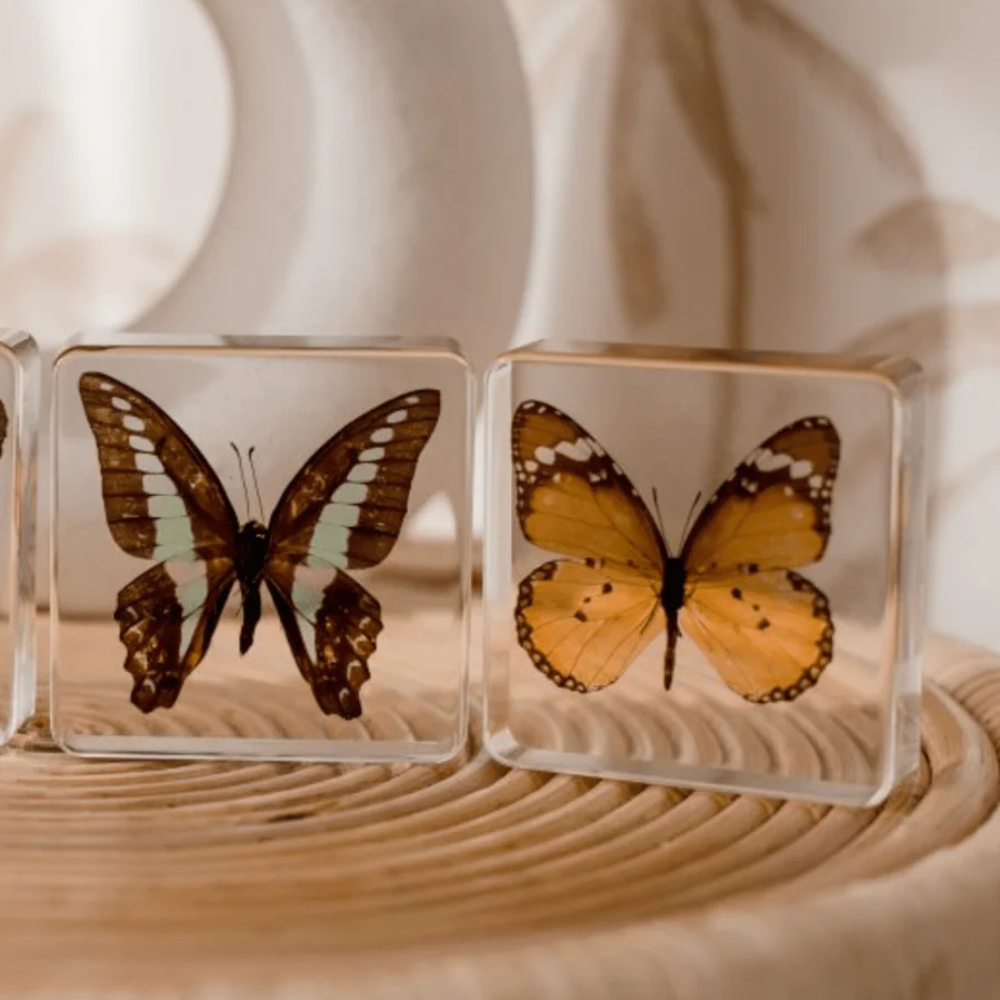 OUR EARTH LIFE BUTTERFLY SPECIMEN PAIR - BLUEBOTTLE AFRICAN MONARCH