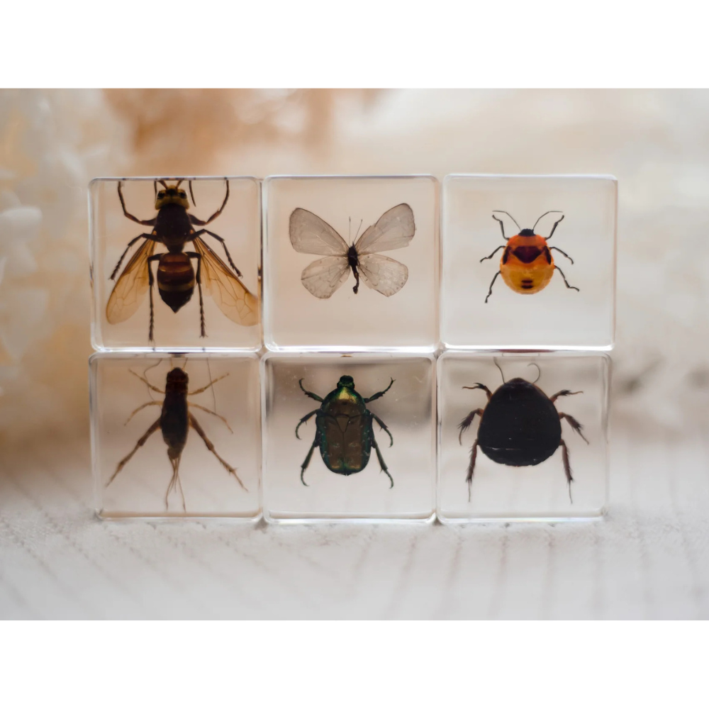 OUR EARTH LIFE INVESTIGATIVE INSECTS SPECIMEN SET