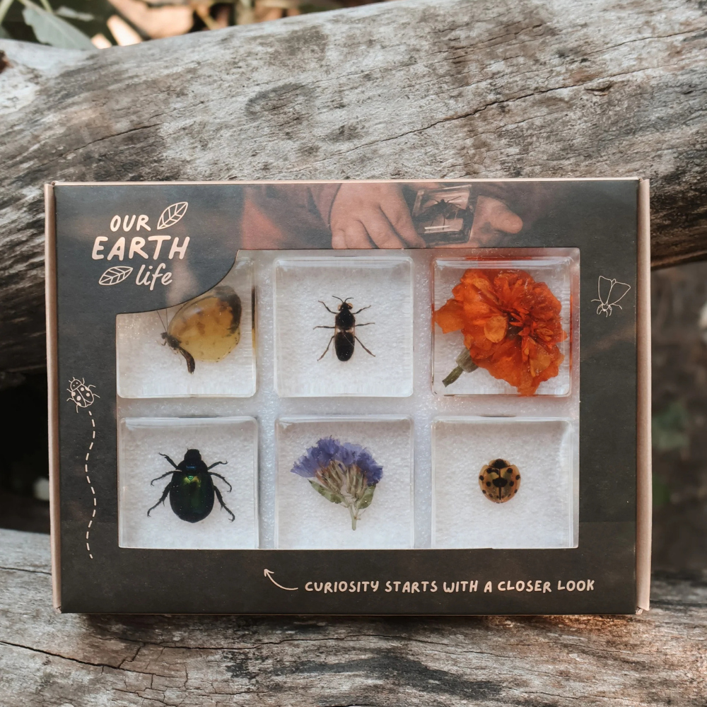 OUR EARTH LIFE POLLINATOR PALS SPECIMEN SET
