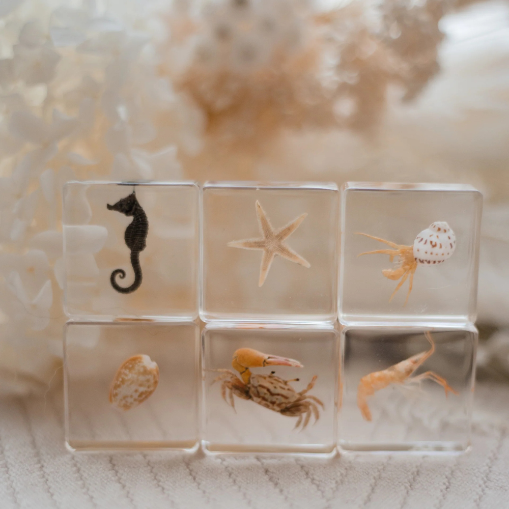 OUR EARTH LIFE OCEAN EXPLORER SPECIMEN SET