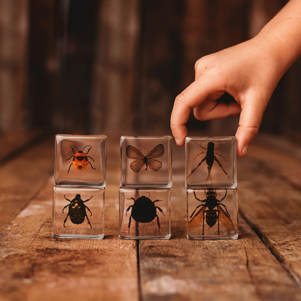 OUR EARTH LIFE INVESTIGATIVE INSECTS SPECIMEN SET