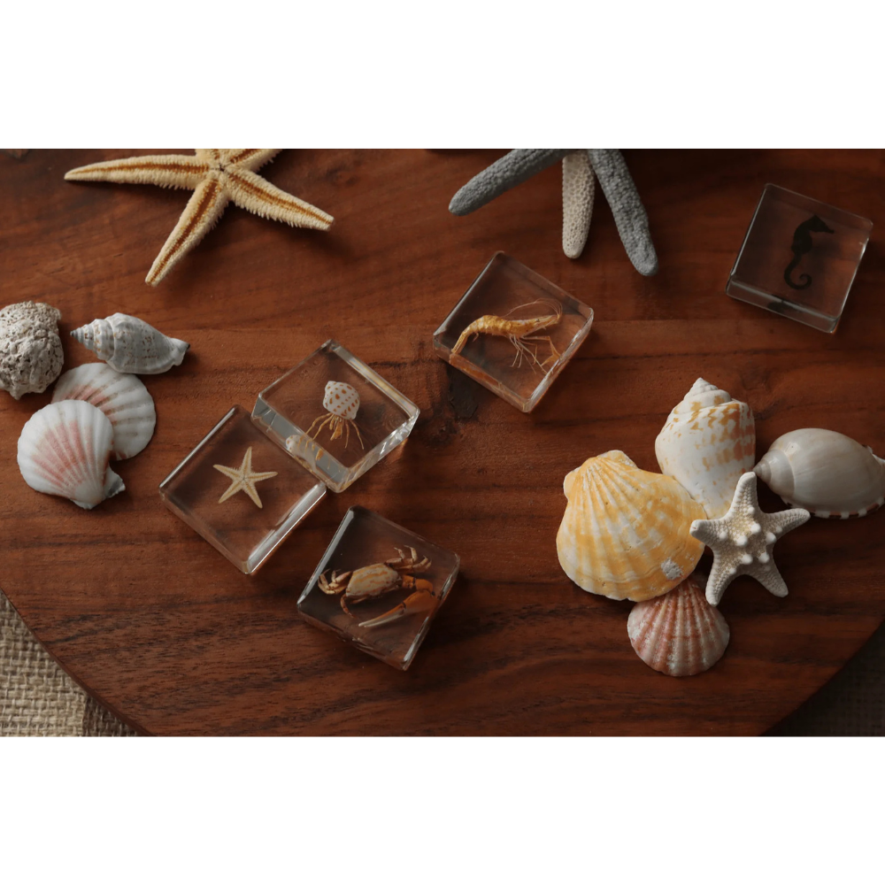 OUR EARTH LIFE OCEAN EXPLORER SPECIMEN SET
