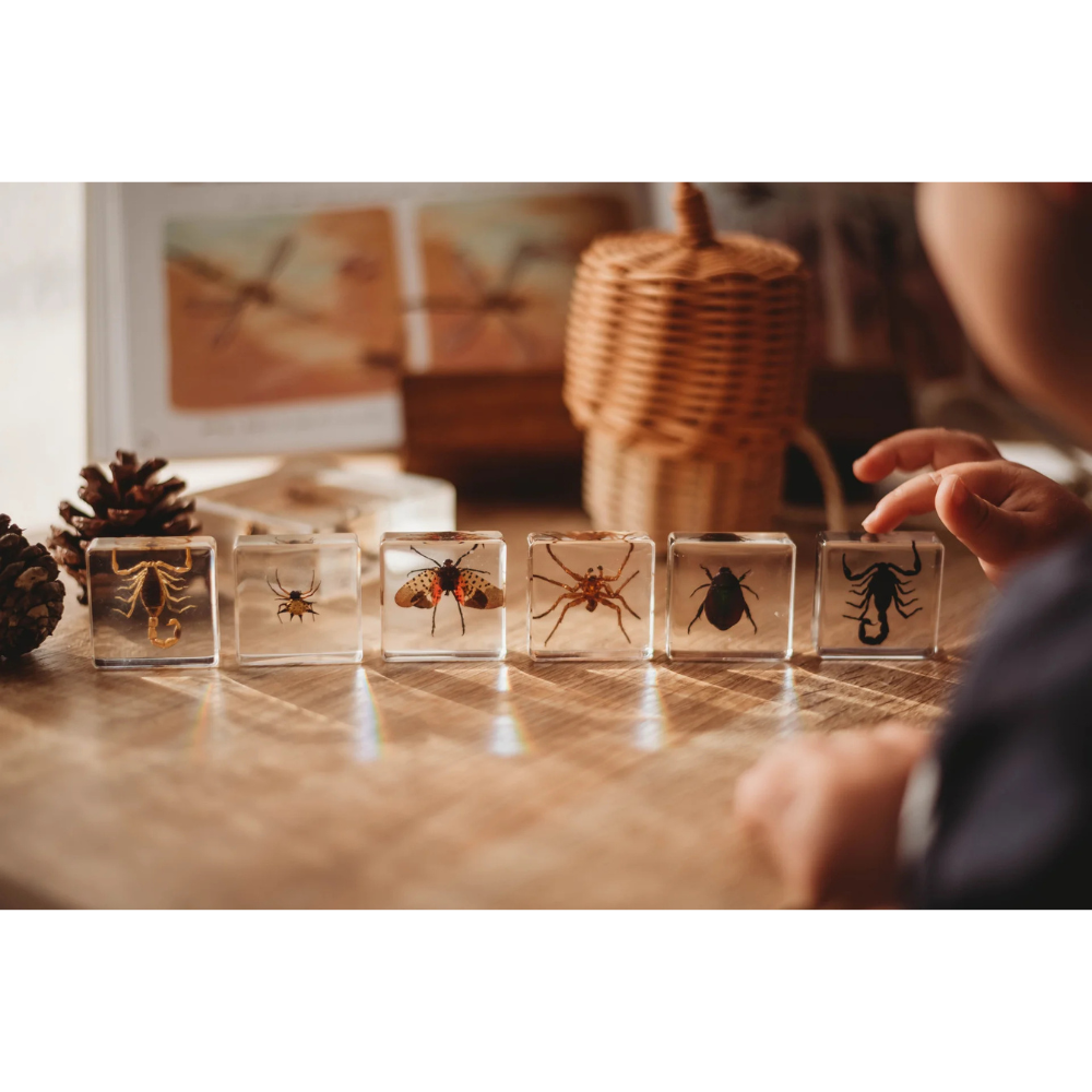 OUR EARTH LIFE CREEPY CRAWLERS SPECIMEN SET