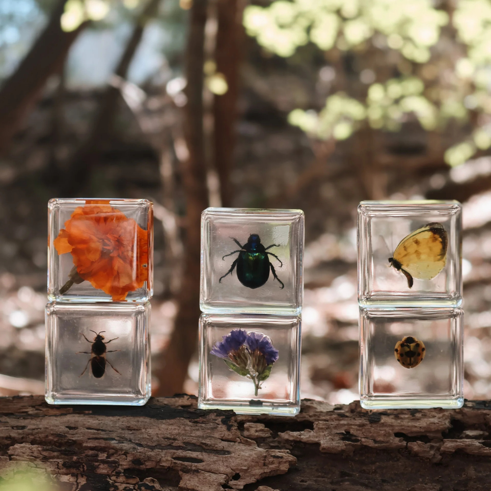 OUR EARTH LIFE POLLINATOR PALS SPECIMEN SET