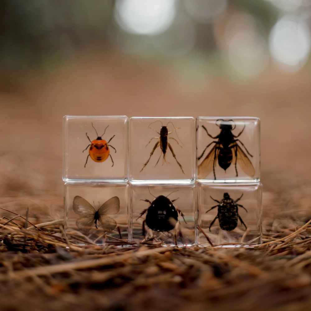 OUR EARTH LIFE INVESTIGATIVE INSECTS SPECIMEN SET
